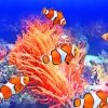 Orange Clownfish paint by numbers