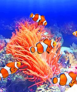 Orange Clownfish paint by numbers