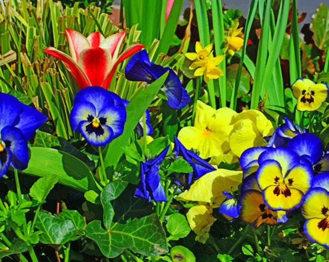 Colorful Pansies Flowers Paint by numbers