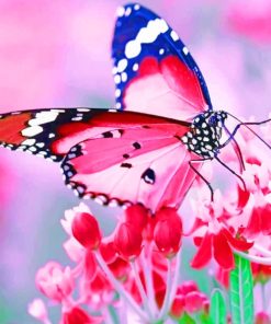 Pink Butterfly With Black Wings paint by numbers