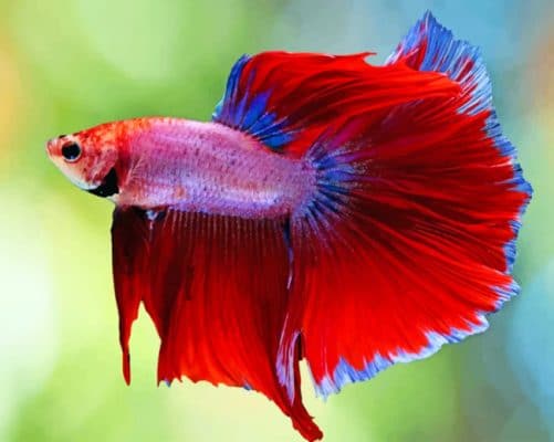 Red Betta Fish paint by numbers