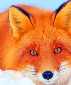 Red Fox Lying In Snow painting by numbers