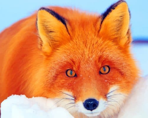 Red Fox Lying In Snow painting by numbers