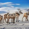 Reindeers painting by numbers