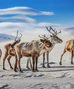 Reindeers painting by numbers