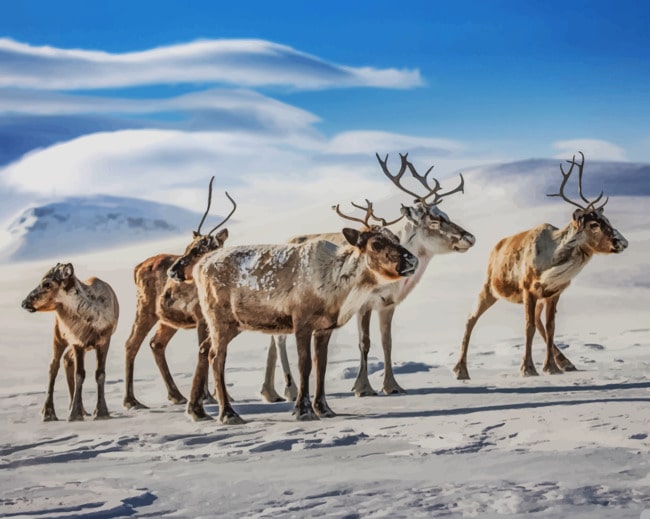 Reindeers painting by numbers