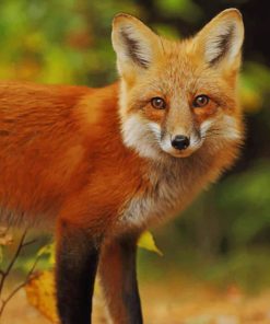 Orange Fox painting by numbers