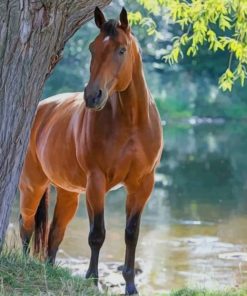 Brown Horse Standing In The River painting by numbers