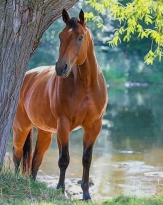 Brown Horse Standing In The River painting by numbers