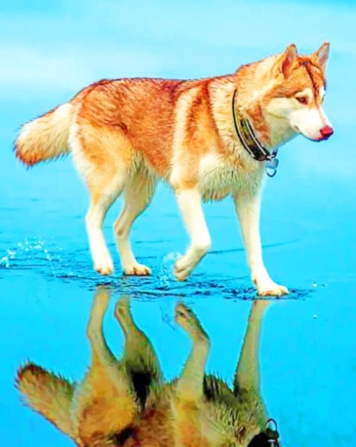 Siberian Brown Husky paint by numbers