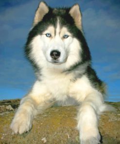 Siberian Husky paint by numbers