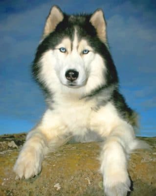 Siberian Husky paint by numbers