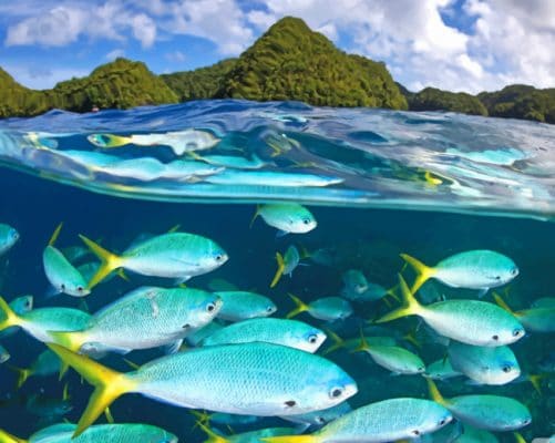 Snorkeling painting by numbers