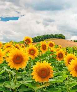 Cloudy Sky And Sun Flowers paint by numbers