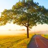 Tree In Empty Road paint by numbers