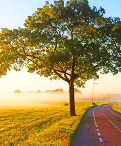 Tree In Empty Road paint by numbers