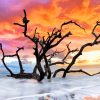 Tree In The Beach At Sunset paint by numbers