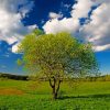 Tree In A Green Land paint by numbers