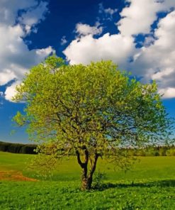 Tree In A Green Land paint by numbers