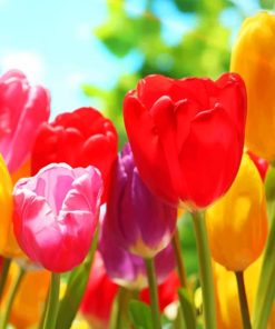 Tulips In The Sunlight paint by numbers