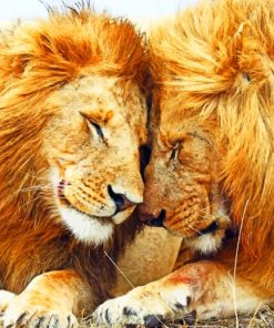 Two Male Lions painting by numbers