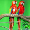 Two Red Parrots On Tree paint by numbers