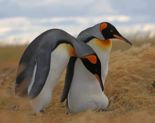 Penguin Emperors paint by numbers