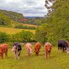 Grassland Cows In Bradenham paint by numbers