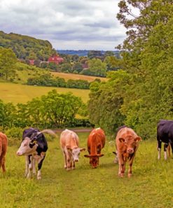 Grassland Cows In Bradenham paint by numbers