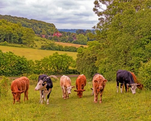 Grassland Cows In Bradenham paint by numbers