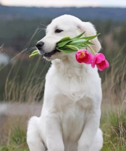 White Dog Holding Pink Tulips paint by numbers