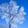 White Tree Under Blue Sky painting by numbers