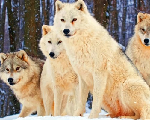 Snowy Wolves painting by numbers