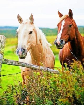 White And Brown Horses paint by numbers