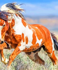 White And Brown Wild Horse paint by numbers