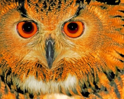 Wise Old Owl painting by numbers