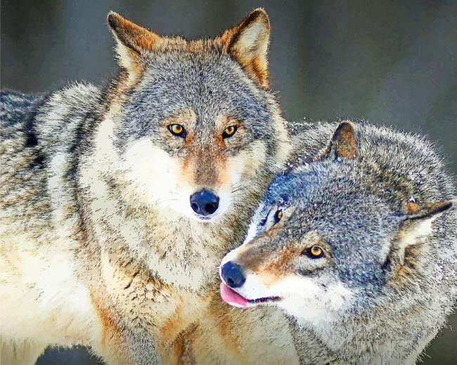 Wolves Cuddling painting by numbers