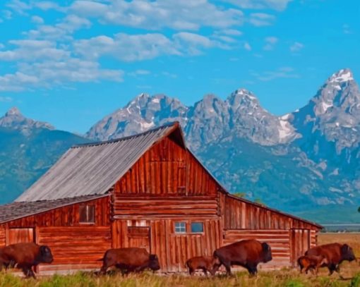 Wyoming American Bulls paint by numbers