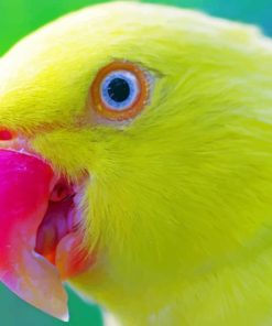 Yellow Parrot painting by numbers