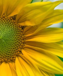 Yellow Petals Flower painting by numbers