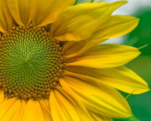 Yellow Petals Flower painting by numbers
