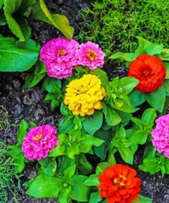 Colorful Zinnia Flowers paint by numbers