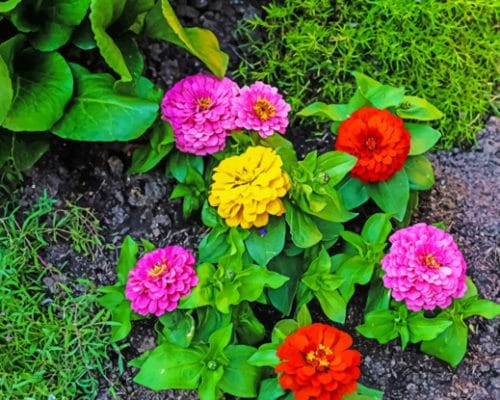 Colorful Zinnia Flowers paint by numbers