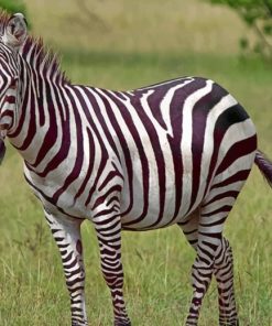 African Zebra paint by numbers