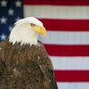 Eagle And American Flag paint by numbers