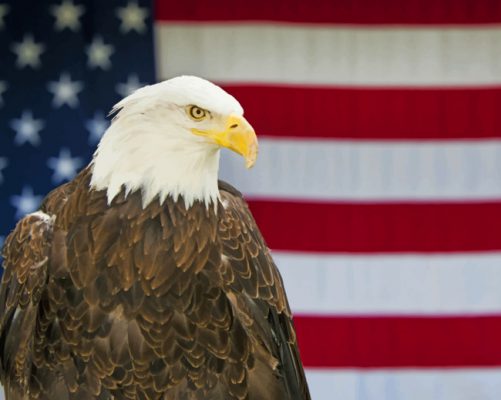 Eagle And American Flag paint by numbers