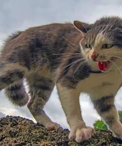 Angry Cat On A Rock paint by numbers