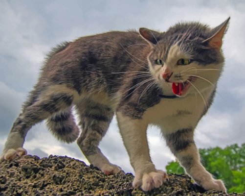 Angry Cat On A Rock paint by numbers