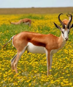 Gazelle In A Flower Field paint by numbers