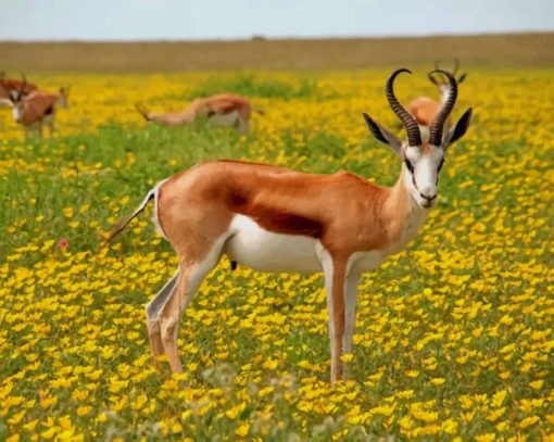 Gazelle In A Flower Field paint by numbers